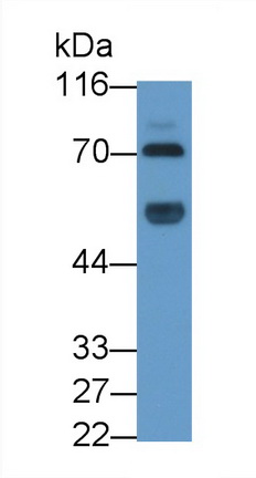 Polyclonal Antibody to Immunoglobulin M (IgM)