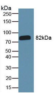 Polyclonal Antibody to Immunoglobulin G (IgG)