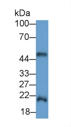 Polyclonal Antibody to Immunoglobulin G (IgG)