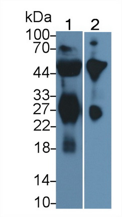 PAA546Hu05.jpg