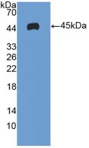 Polyclonal Antibody to Intercellular Adhesion Molecule 1 (ICAM1)