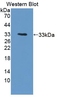 Polyclonal Antibody to Intercellular Adhesion Molecule 1 (ICAM1)