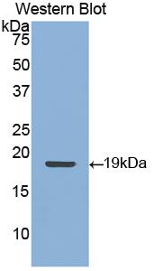 PAA549Hu01.jpg