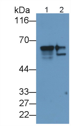 PAA549Hu02.jpg