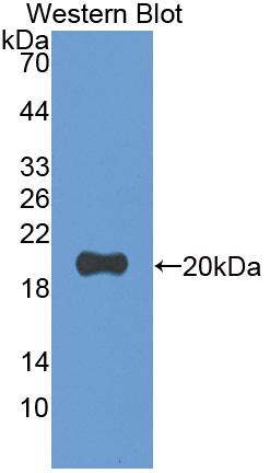 Biotin-Linked Polyclonal Antibody to Matrix Metalloproteinase 9 (MMP9)