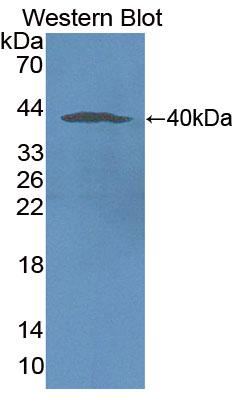 PAA555Hu01.jpg