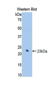 PAA556Ra02.jpg