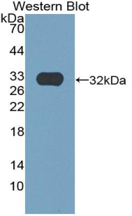 PAA560Mu01.jpg