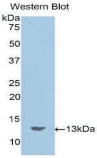 Polyclonal Antibody to Motilin (MTL)