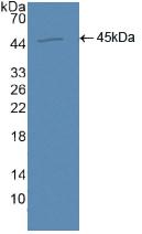 Polyclonal Antibody to Aquaporin 4 (AQP4)