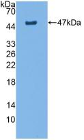 Polyclonal Antibody to Aquaporin 4 (AQP4)