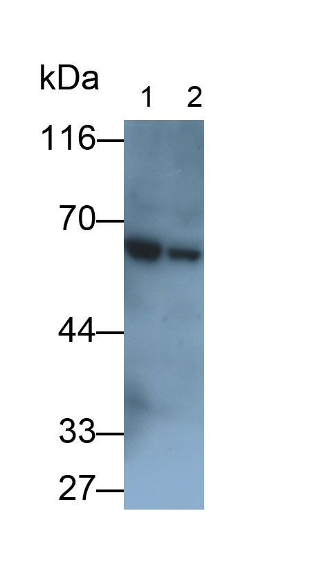 PAA588Hu03.jpg