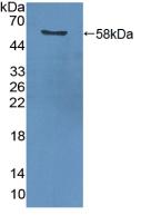 Polyclonal Antibody to Proliferating Cell Nuclear Antigen (PCNA)