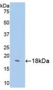 Polyclonal Antibody to Somatostatin (SST)