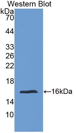 PAA593Hu06.jpg