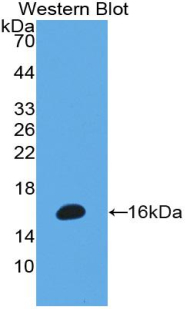 PAA601Hu01.jpg