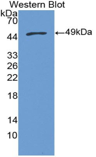 PAA608Mu01.jpg