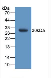 PAA622Mu01.jpg