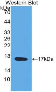 Polyclonal Antibody to Midkine (MK)