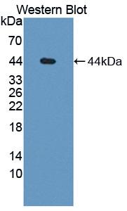 PAA635Bo01.jpg