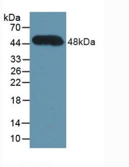 PAA635Hu01.jpg