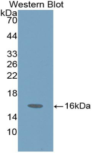 PAA637Hu01.jpg