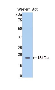 PAA640Ra01.jpg