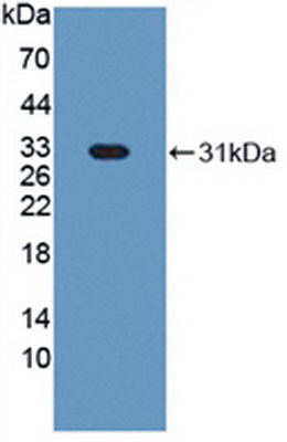 PAA651Bo01.jpg