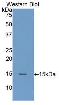 Polyclonal Antibody to Amiloride Binding Protein 1 (ABP1)