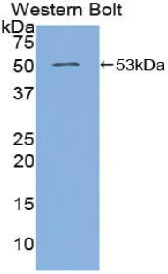 Polyclonal Antibody to Angiopoietin 4 (ANGPT4)