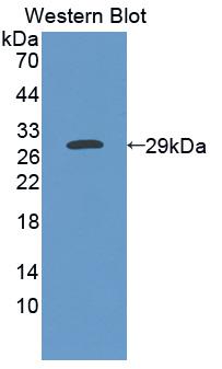 Polyclonal Antibody to Angiopoietin 4 (ANGPT4)