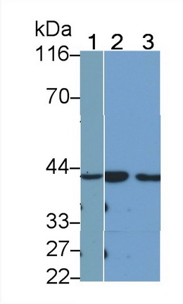 PAA669Hu01.jpg