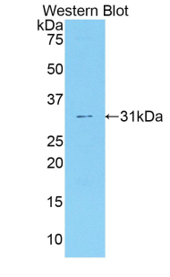 PAA675Mu02.jpg