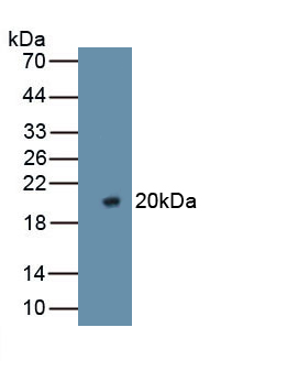 PAA675Ra01.jpg