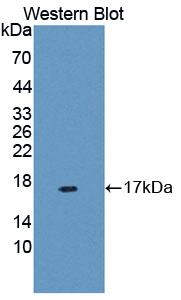 PAA684Hu01.jpg