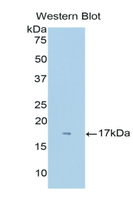 Polyclonal Antibody to Neuropilin 1 (NRP1)