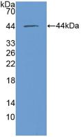 Polyclonal Antibody to Macrophage Migration Inhibitory Factor (MIF)