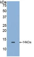 Polyclonal Antibody to Macrophage Migration Inhibitory Factor (MIF)