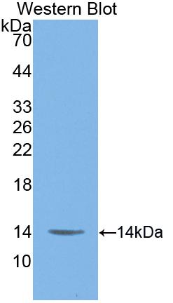 Polyclonal Antibody to Macrophage Migration Inhibitory Factor (MIF)