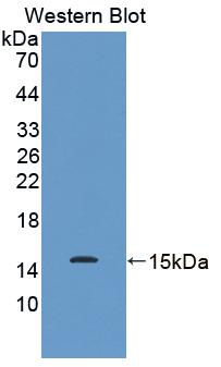 Biotin-Linked Polyclonal Antibody to Mucin 2 (MUC2)