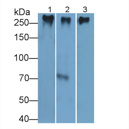 Polyclonal Antibody to Mucin 2 (MUC2)