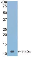 Polyclonal Antibody to Visceral Adipose Tissue Derived Serine Protease Inhibitor (Vaspin)