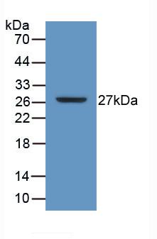 PAA712Hu01.jpg