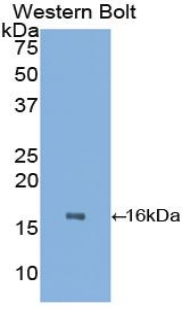 Polyclonal Antibody to Prealbumin (PALB)