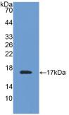 Polyclonal Antibody to Prealbumin (PALB)