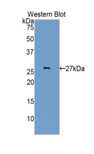 PAA739Hu01.jpg