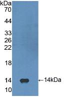 Polyclonal Antibody to Fibroblast Growth Factor 23 (FGF23)