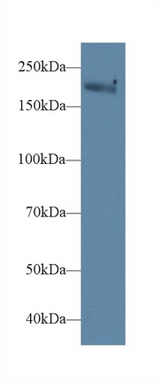 PAA754Ra01.jpg