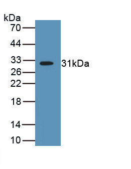 PAA755Hu01.jpg