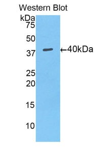 PAA756Mu03.jpg